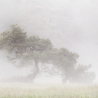 Nebel allerorten