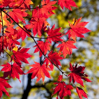 Roter Oktober