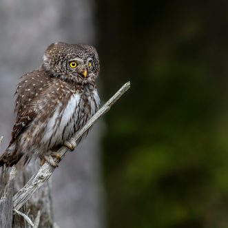 Mastermurks