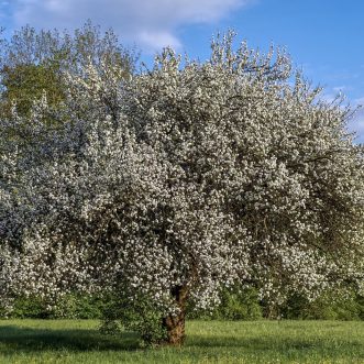 Schiere Fülle