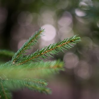 Kulminierendes Chaos