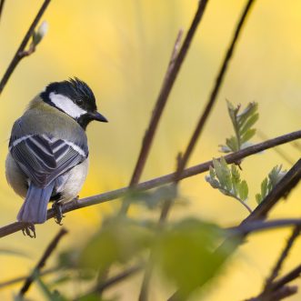 Neue Ordnung in Sicht