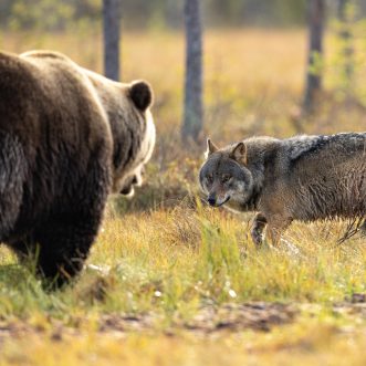 Der Bär greift an